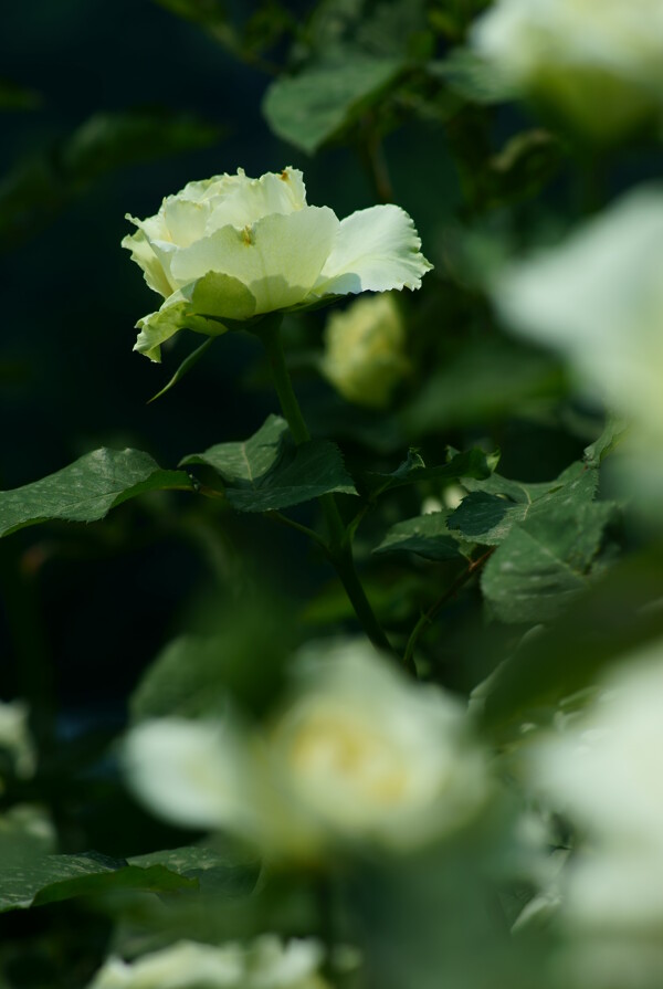 月季花圖片
