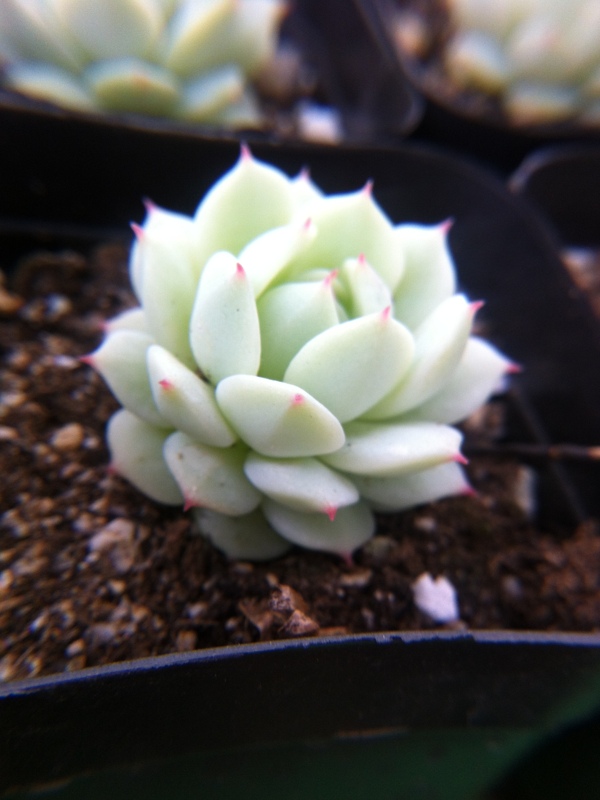多肉植物圖片素材