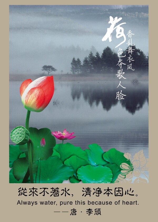 廉政文化荷花圖片