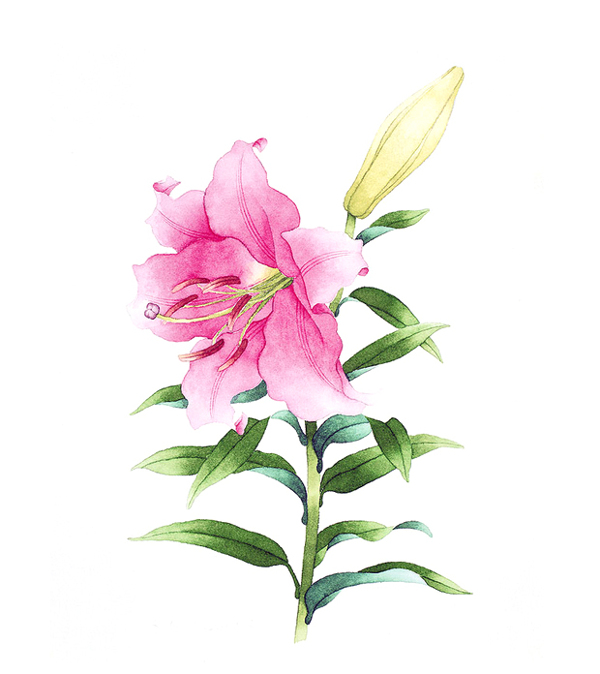 位圖寫意花卉藝術(shù)效果水彩花卉免費(fèi)素材