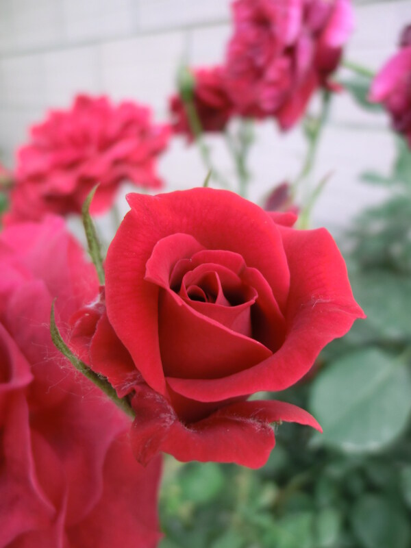 紅色月季花圖片