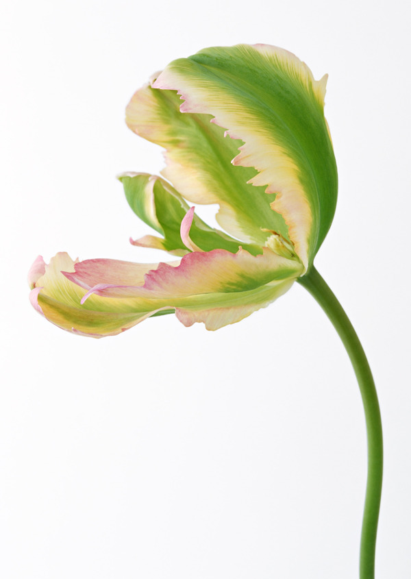 植物鮮花素材