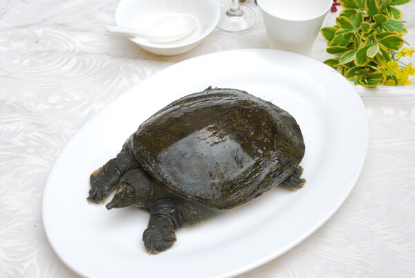 野生甲魚圖片