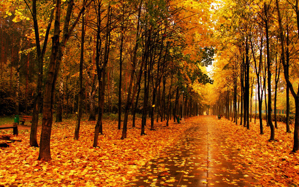 秋天的枫树林图片