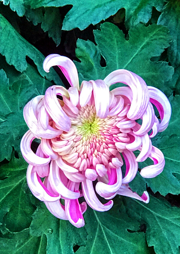 菊花