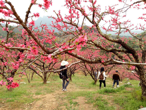 桃花