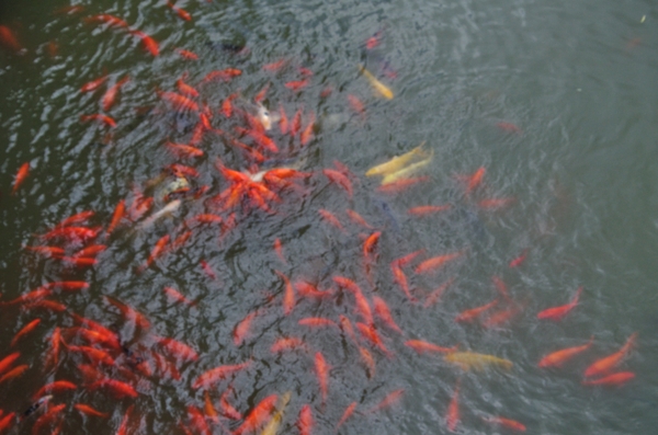 魚群圖片