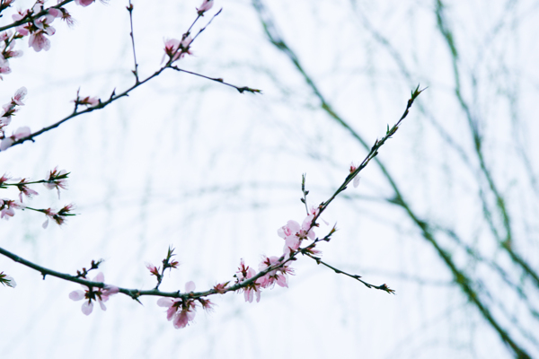 桃花圖片