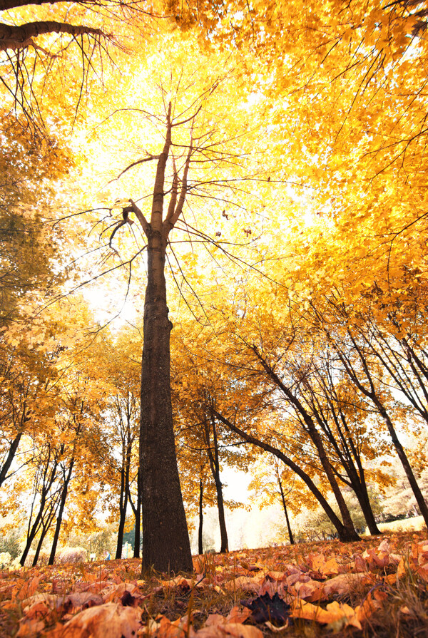 秋天树林风景摄影