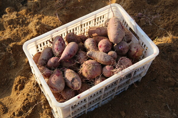 红薯种植园