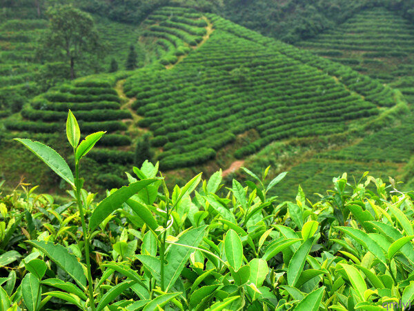 茶山圖片