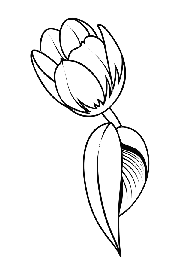 郁金香花畫