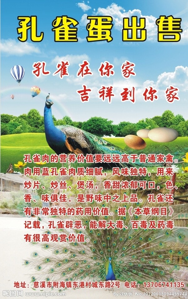 孔雀蛋出售