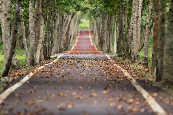 林间洒满落叶的小路