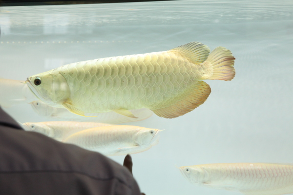 龍魚圖片