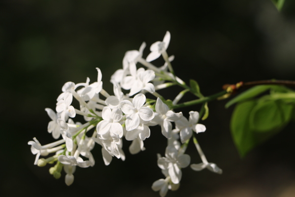 丁香花圖片