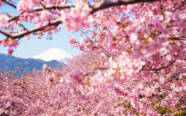 唯美粉色樱花风景图片