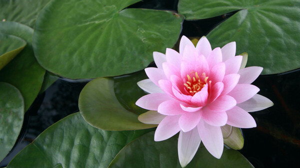 蓮花圖片