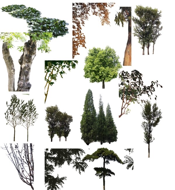 园林树木景观植物