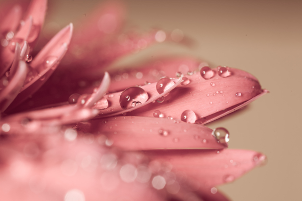 花瓣上的水滴