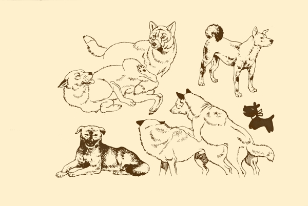 動(dòng)物圖案狗圖片