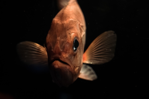 魚