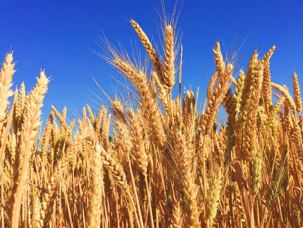 金黄成熟的麦子