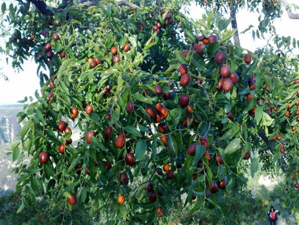 红枣枣树
