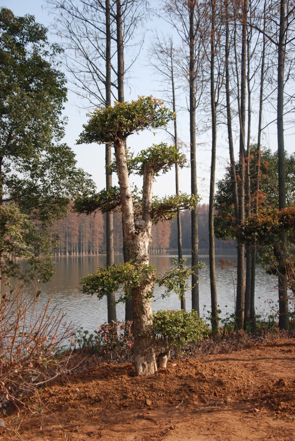 某植物圖片