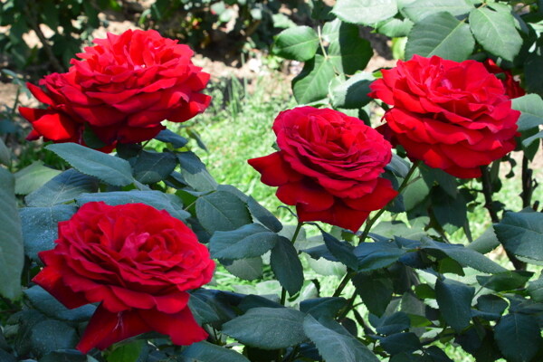月季花