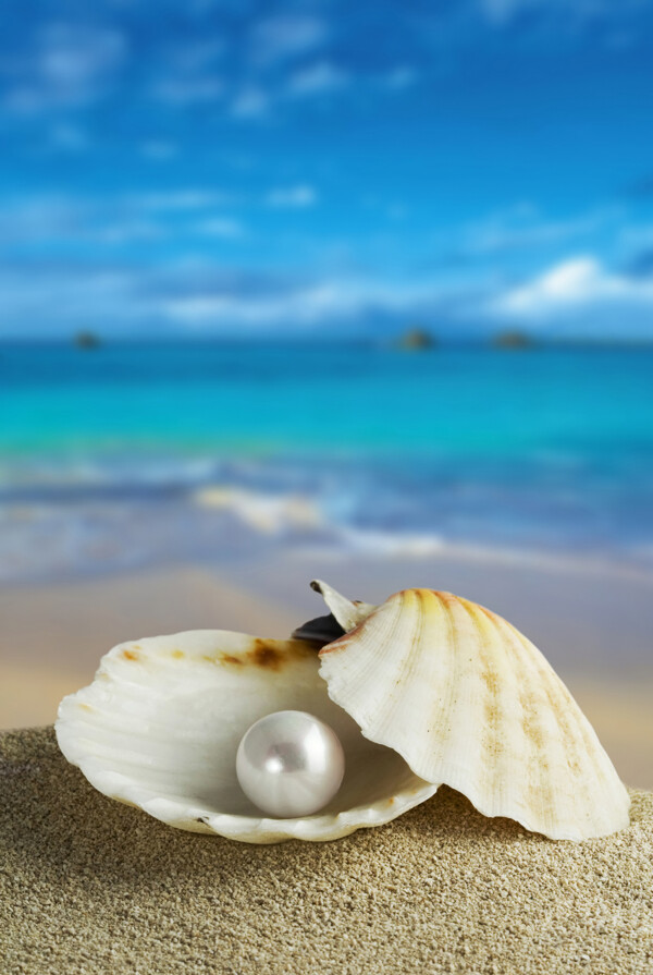 蓝色海边贝壳珍珠