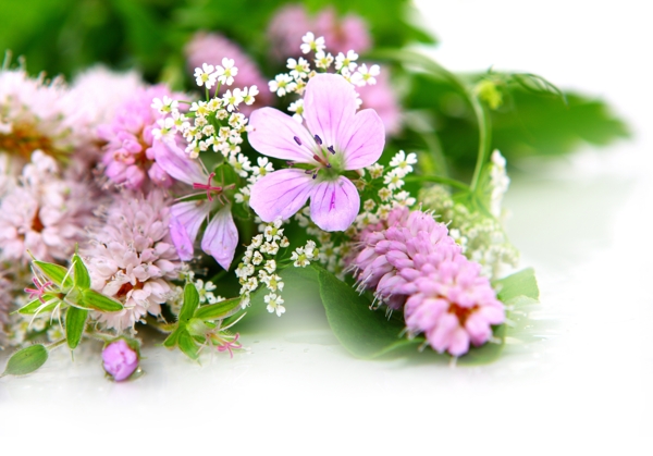 鮮花圖片
