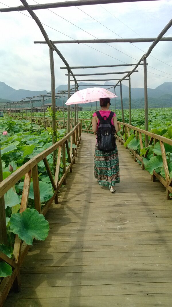 荷花池圖片