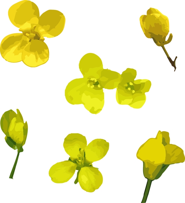 清新簡(jiǎn)約水彩風(fēng)油菜花矢量元素設(shè)計(jì)