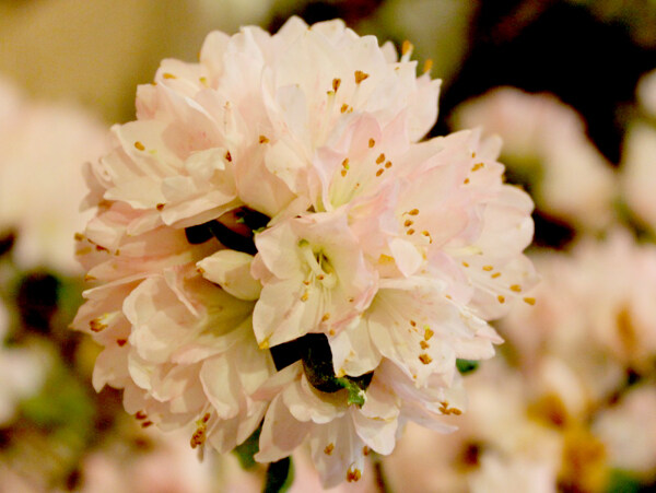 位圖植物花朵寫實(shí)花卉野花免費(fèi)素材