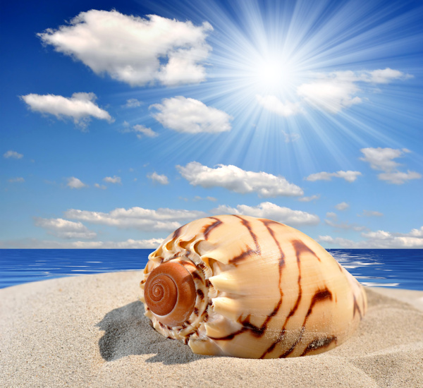 夏日沙滩上的海螺图片