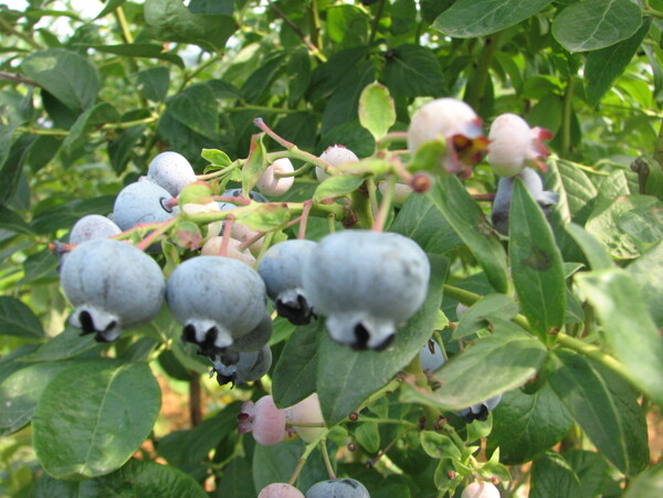 藍莓圖片