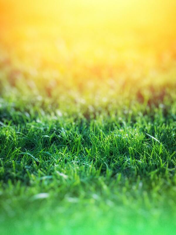 草坪草地阳光暖色清新背景素材