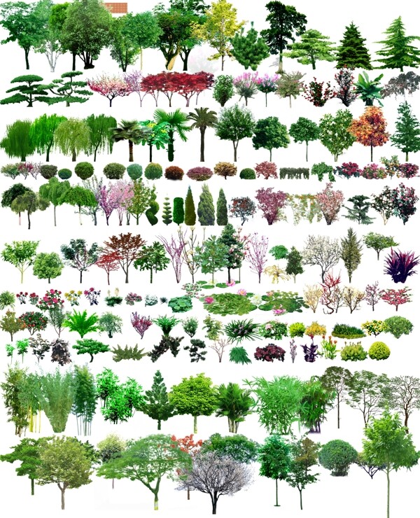 立面植物素材图片
