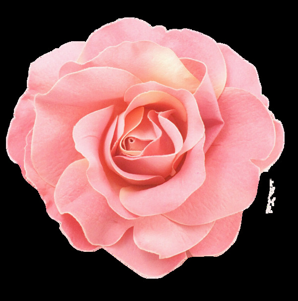 浪漫粉色玫瑰花产品实物