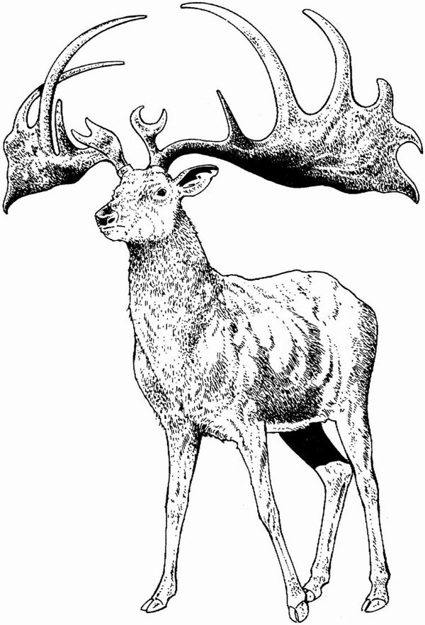 遠(yuǎn)古時代的動物恐龍手繪畫動物素描