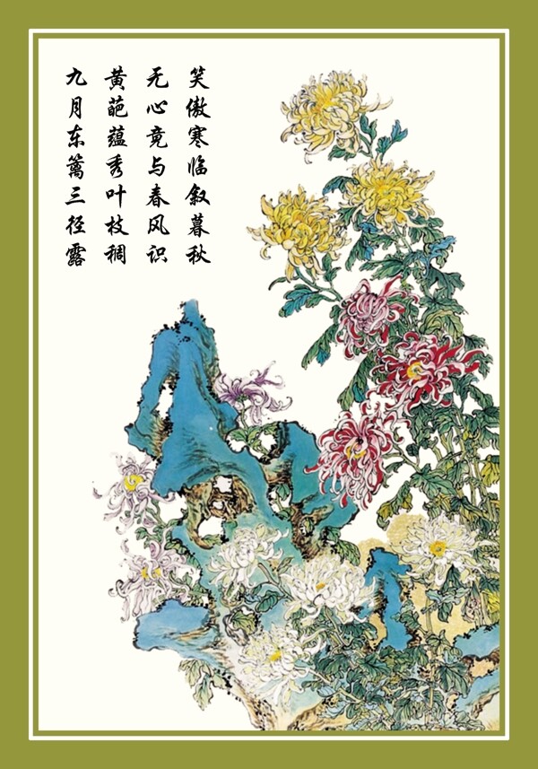 菊花圖片
