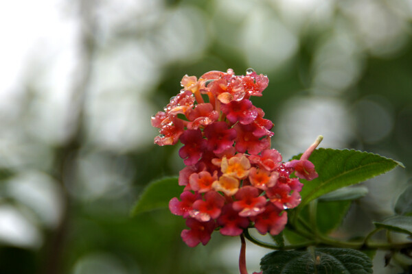 花朵圖片