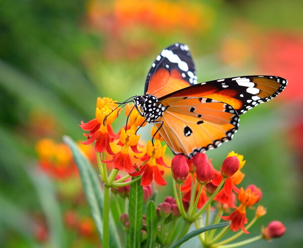 唯美鲜花与蝴蝶图片