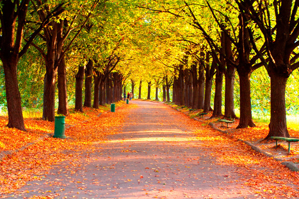 美丽的秋季林荫小路图片