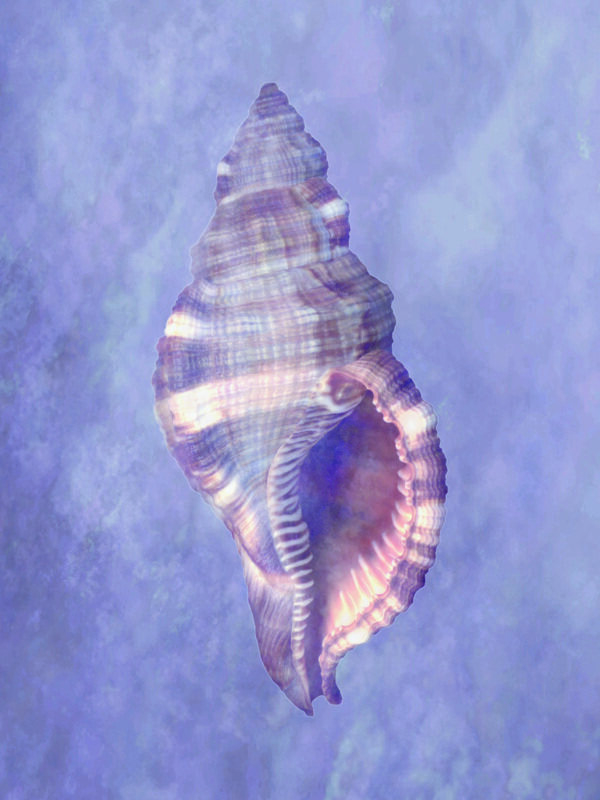 海螺圖片