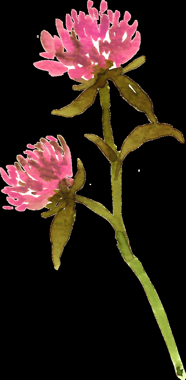 粉紅花蕊透明素材