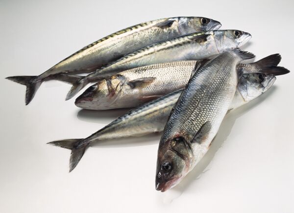 金槍魚圖片