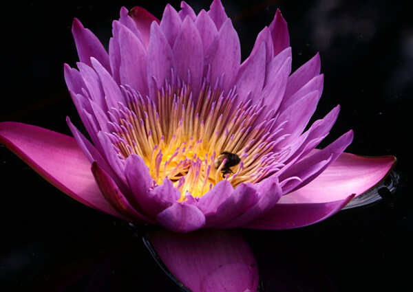 位圖植物攝影寫(xiě)實(shí)花卉花朵野花免費(fèi)素材