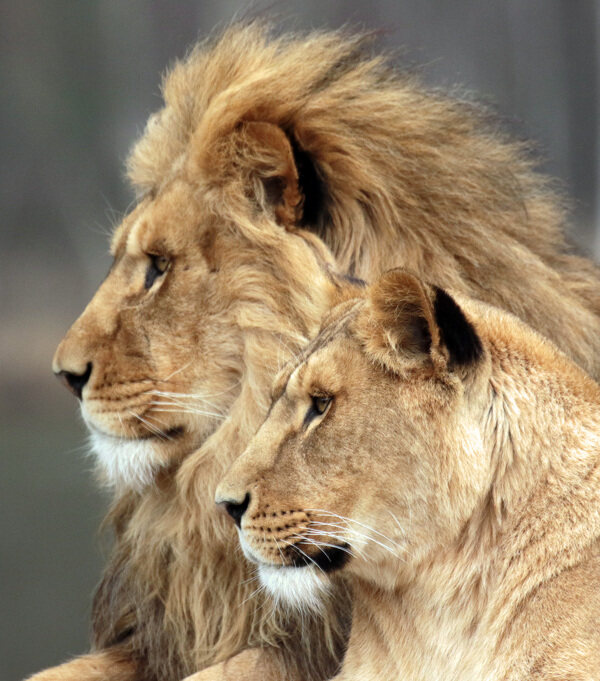 狮子雄狮狮野兽野生动